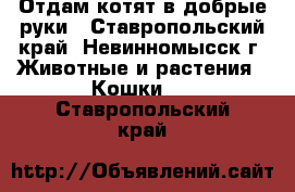 Отдам котят в добрые руки - Ставропольский край, Невинномысск г. Животные и растения » Кошки   . Ставропольский край